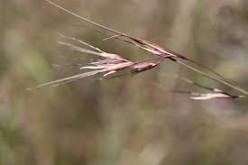 Image result for Themeda triandra