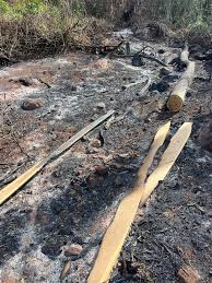 Image result for Terminalia sambesiaca