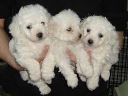But when we talk about the pure white colour and purebred, then bichon frise puppy price can be above $1500. Buy Sell Bichon Frise Puppies Online Adopt A Bichon Frise Dog In India