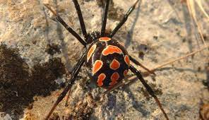 Why it's called a black widow. French News And Views In English The Connexion