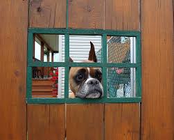 Boxer dog house training | sucessful housebreaking. Boxer Dog House Training Boxer Dog Info And Health Tips