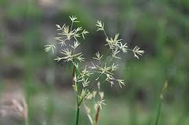 Image result for Pycreus polystachyos