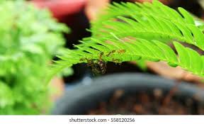 Image result for Parkeriaceae