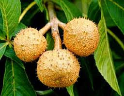 Ohio buckeye also has relatively few diseases. Ohio Buckeye Department Of Horticulture