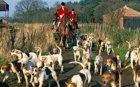 Hunt saboteurs 'lured hound in front of car'
