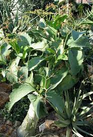 Image result for Cyphostemma glandulosissimum