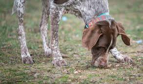 Jeanette bouffier‏ @jeanbouffier 30 sep 2020. Immer Mehr Hunde Werden Durch Drogen Vergiftet