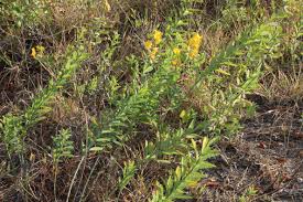 Image result for Crotalaria reptans