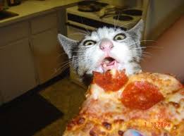 17 Cats Eating Pizza Funny Cat Pictures Cats Pizza Cat