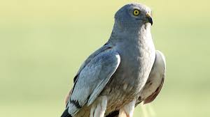 El aguilucho cenizo vuelve a criar con éxito en Los Pedroches