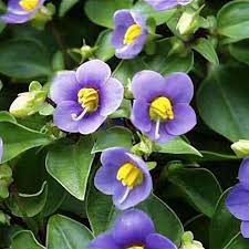 Image result for Chlorophytum affine