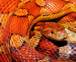 Play slither.io, snake.is mlg edition, paper.io and many more for free on poki. Evolutionary Origin Of Skin Colors Revealed By Genetic Mutation In Snakes