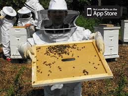 Beekeeping At Lyman Woods Lyman Woods Has Eight Honey Bee Hives And Harvests Honey Twice A Year A Range Of Bee Prog Bee Keeping Honey Bee Hives Outdoor Decor