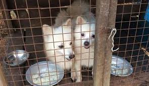 These Are The Best Animal Shelters In Mumbai Whatshot Mumbai Michigan humane's new adoption process.