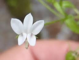 Image result for Monopsis