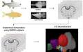 An Adult Brain Atlas Reveals Broad Neuroanatomical Changes in Independently Evolved Populations of Mexican Cavefish