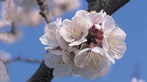 Check spelling or type a new query. Apricot Blossom The Fragrance And Sweetness All Bred By Time Cgtn