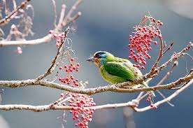 五色鳥 birds species bird