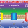 The cell membranes also contain certain types of proteins. 1