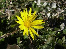 Image result for Arctotheca