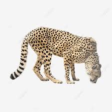 Carnivore Dangerous Cathouse Cheetah Carnivores Animal Danger Png Transparent Image And Clipart For Free Download