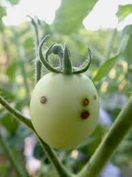 Image result for tomato seedling pseudomonas syringae pv tomato symptoms