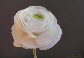 Ranuncula Tutorial Gumpaste Ranunculus Tutorial By Floralilie Sugar Flowers Tutorial Sugar Flowers Gum Paste Flowers