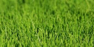 Preventing pests and disease in new sod. Fertilizer For Spring Summer And Fall What To Apply And When Lester Contracting