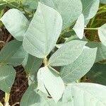 Image result for Rhynchosia sublobata