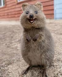 Quokka In 2020 Quokka Animal Cute Australian Animals Cute Baby Animals