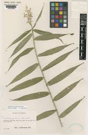 Image result for Flagellaria guineensis