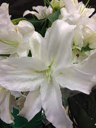 Casablanca Lilies For The Bride S Bouquet White Flowers Garden Flower Bulbs Garden Day Lilies