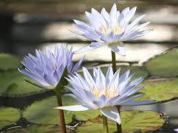 Image result for Nymphaea divaricata