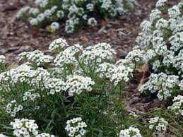 Annual flowers white sweet alyssum lobularia maritima syn alyssum maritimum and blue purple lobelia stock photo image of brassicaceae gardening 162490280. Sweet Alyssum Flowers