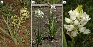 Image result for Gnidia burchellii