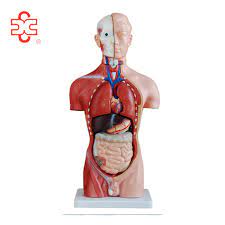 Posted on march 25, 2015 by admin. 42cm 13parts Human Anatomy Male Torso