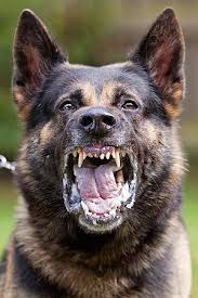 Fun Dog Gte Opas Is Desa Personal Protection Dog German Shepherd Dogs