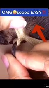 Janay Lamb (janaylamb)