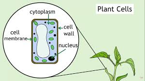 The plant cell is surrounded by a cell wall which is involved in providing shape to the plant cell. Plant Cell Structure Ck 12 Foundation