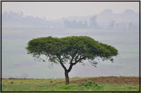 Image result for Acacia abyssinica