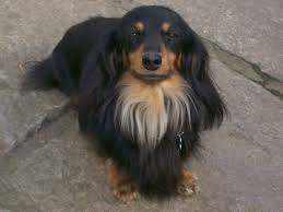 We offer several colors including red, black and tan, chocolate and tan, blue and tan, isabella and tan, english cream. Long Haired Dapple Dachshund Galhairs