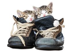 Our caring and compassionate doctors and staff make your pet's healthcare our priority. Se Calgary Animal Hospital Veterinary Clinic Barlow Trail Animal Hospital