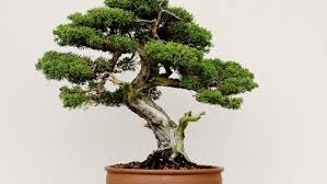 In this article i have hunted high and low to compile the 5 best bonsai books for beginners! The Art Of Growing Bonsai Trees In Scandinavia Daily Scandinavian