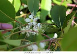 Image result for Lophostemon confertus