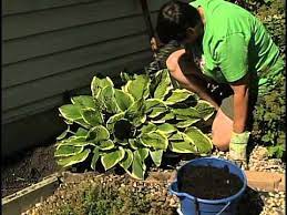 The best time to divide hostas is early spring, shortly after you see the new shoots poking up out of the earth. Replanting Hostas Youtube
