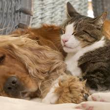 Cats and dogs living together is not necessarily a sign of the end of times. Pets At Home Do Cats And Dogs Really Fight Like Cats And Dogs Animal Behaviour The Guardian