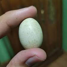 Pada beberapa ayam jago, ekornya dapat memanjang lebih dari 30 sentimeter atau 12 inci. Terjual Mustika Telur Ayam Jago Nunggal Kaskus