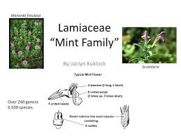 Image result for Lamiaceae