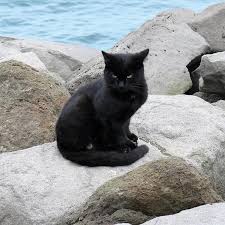 Nomi Per Gatte Nere