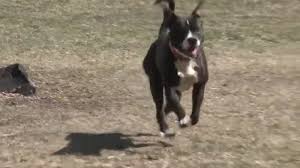 Beagle Dies After Pit Bull Attack Outside Of Petsmart Abc30 Fresno
